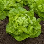 Potagères - Laitue d'Hiver Val d'Orge - face recto